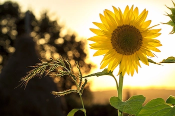 Golden Sunflower Radiating Warmth in the Glowing Sunset Light