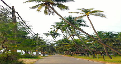 Tropical Road with Palm Trees