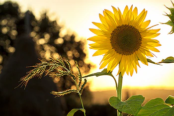 Golden Sunflower Radiating Warmth in the Glowing Sunset Light